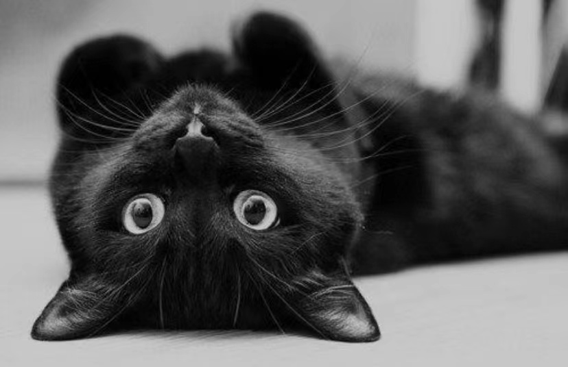 黑猫照片1