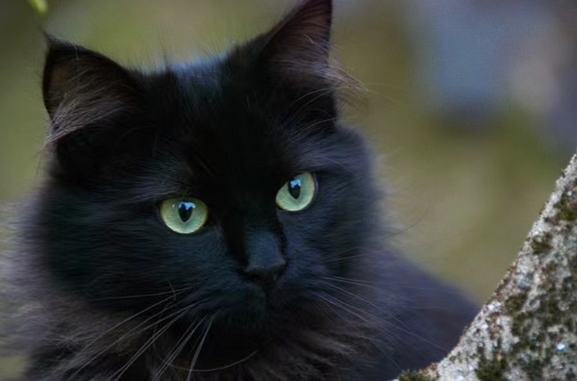 黑猫照片2