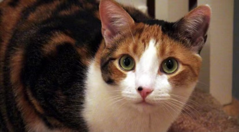 花猫照片1