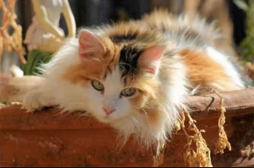 花猫照片2