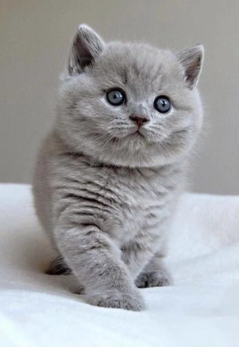 小猫照片1