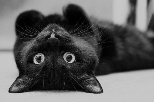 黑猫