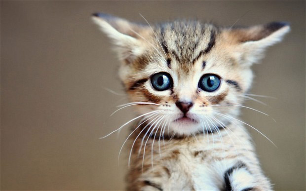 小猫