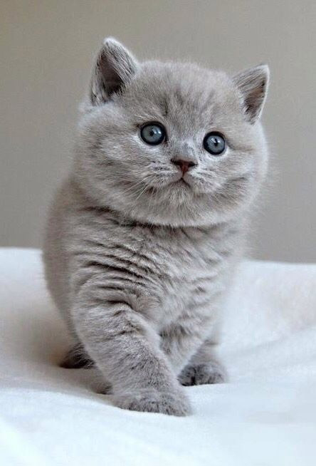 小猫