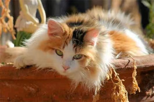 花猫1