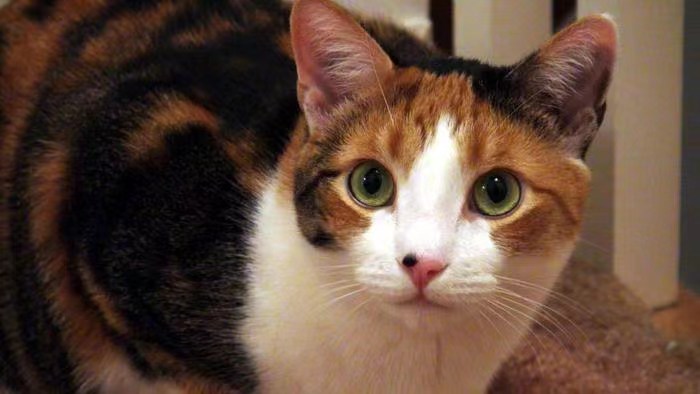 花猫2