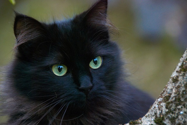 黑猫2