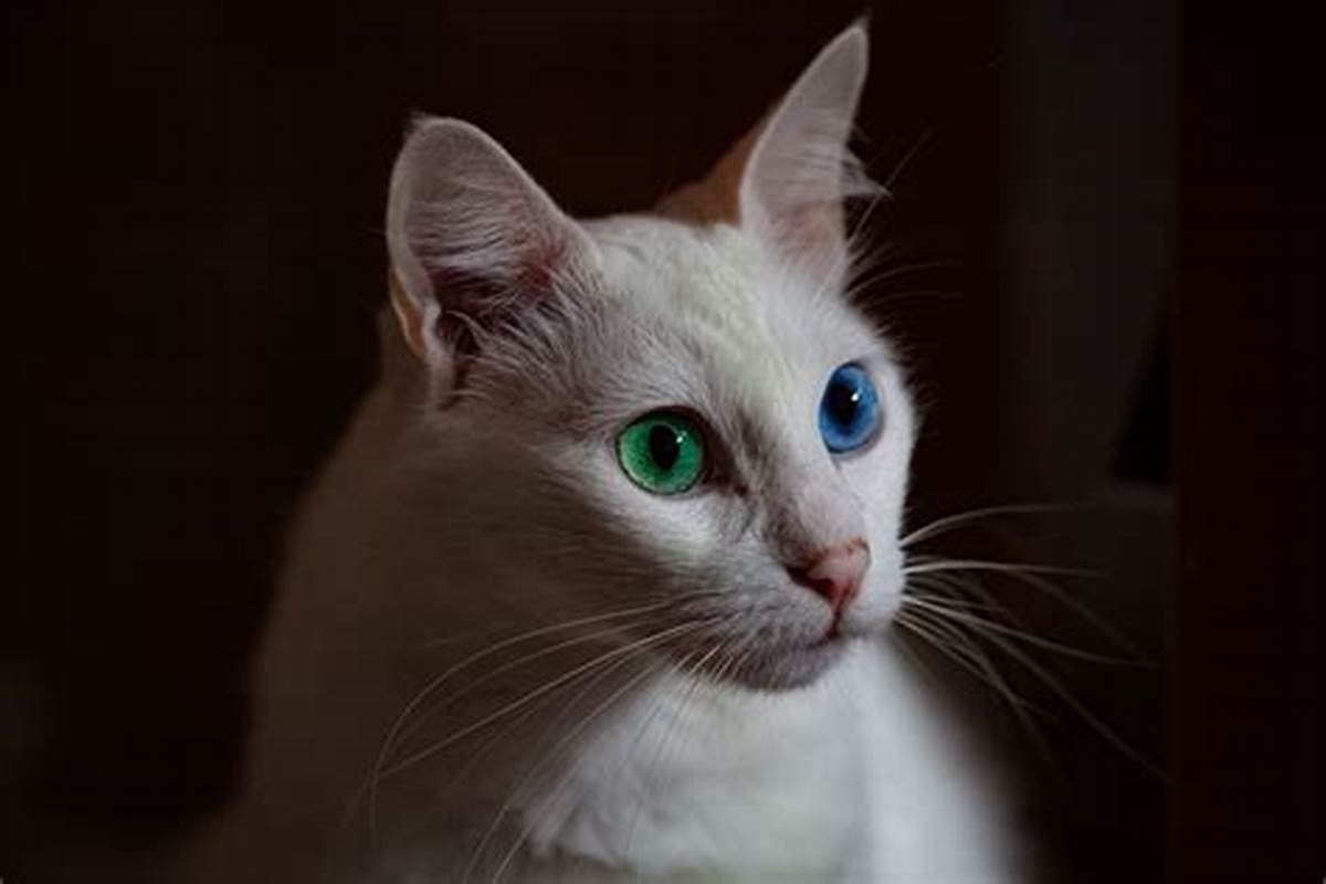 白猫