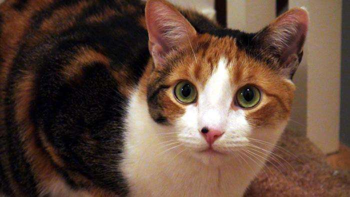 猫咪小花