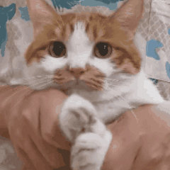 miao