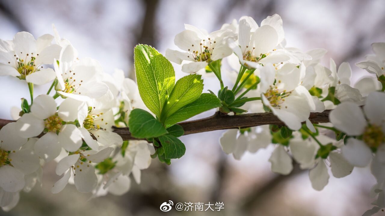 花朵盛开