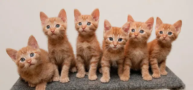 猫