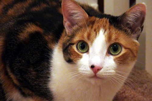 花猫1