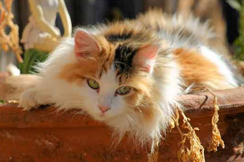 花猫1