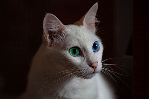 黑猫1