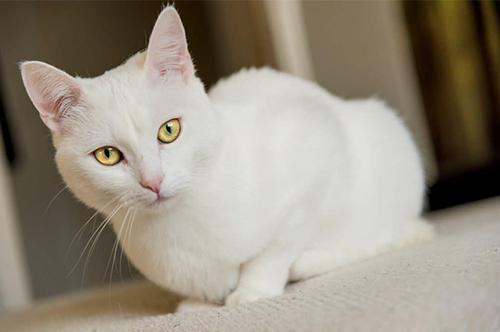 黑猫1