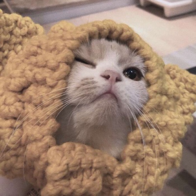 花猫2
