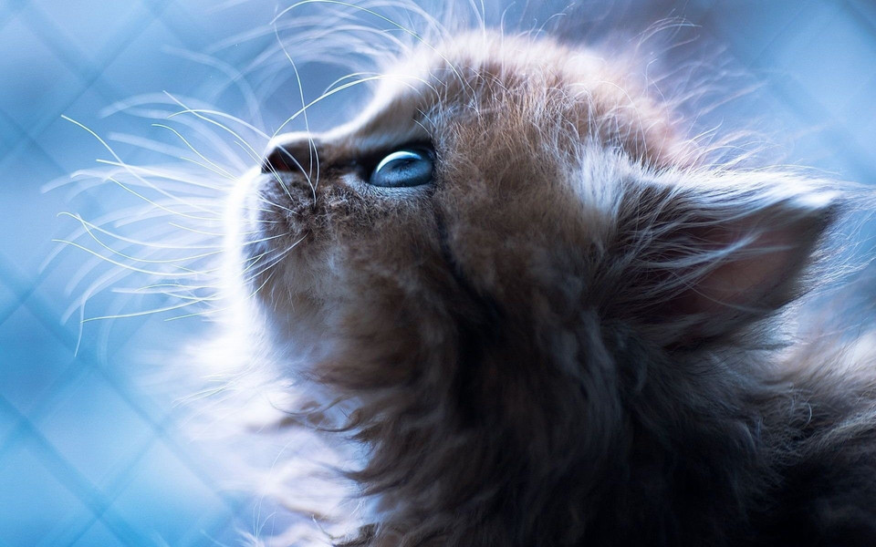小猫2