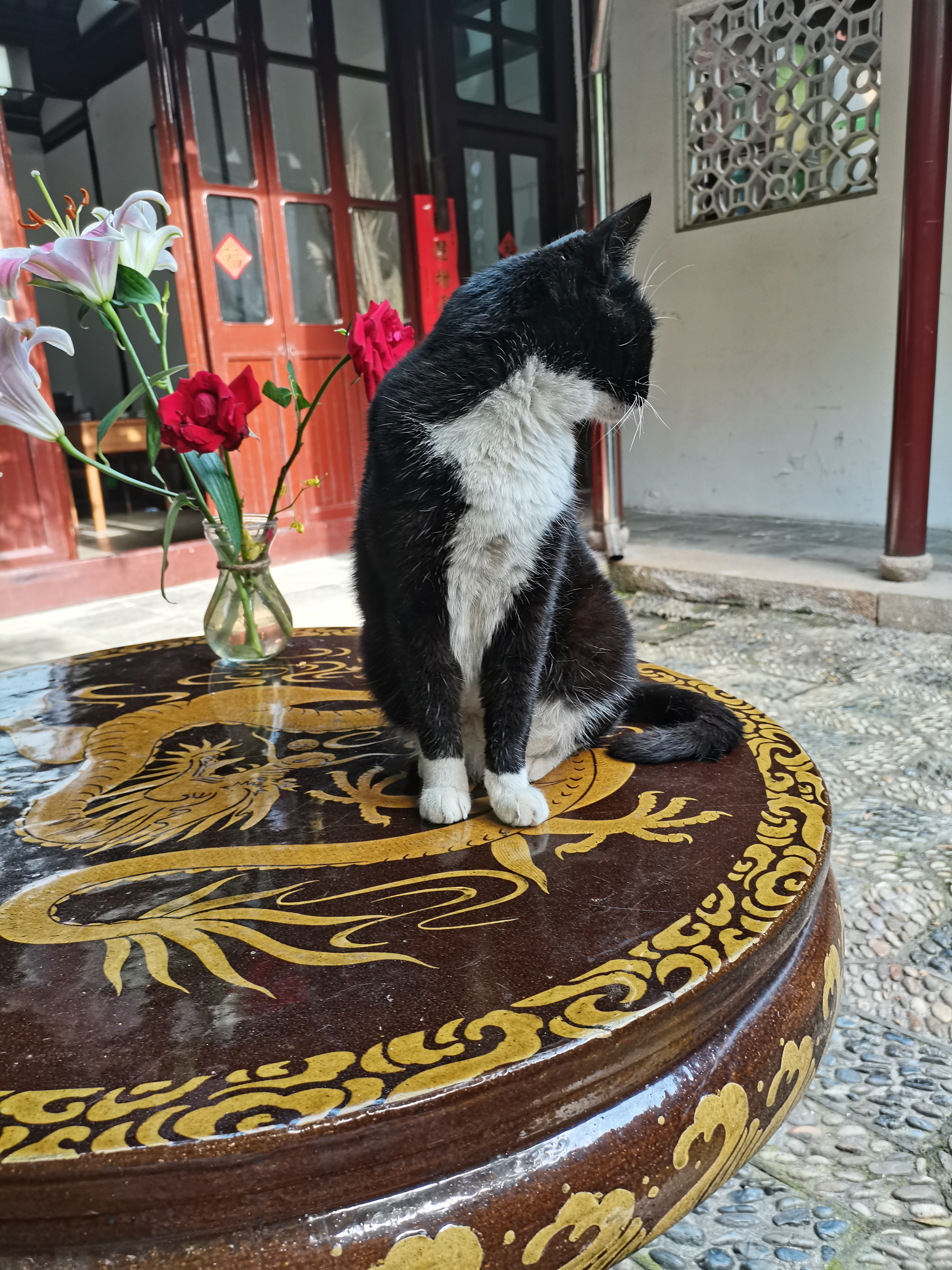 西园寺黑猫