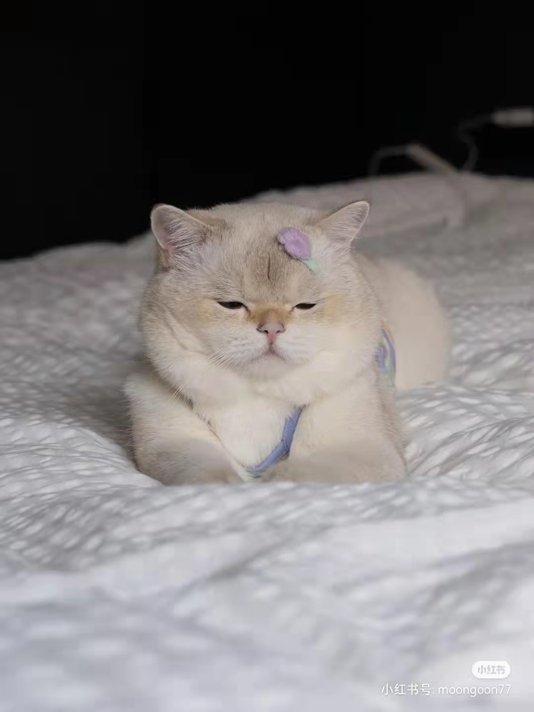 妈宝猫