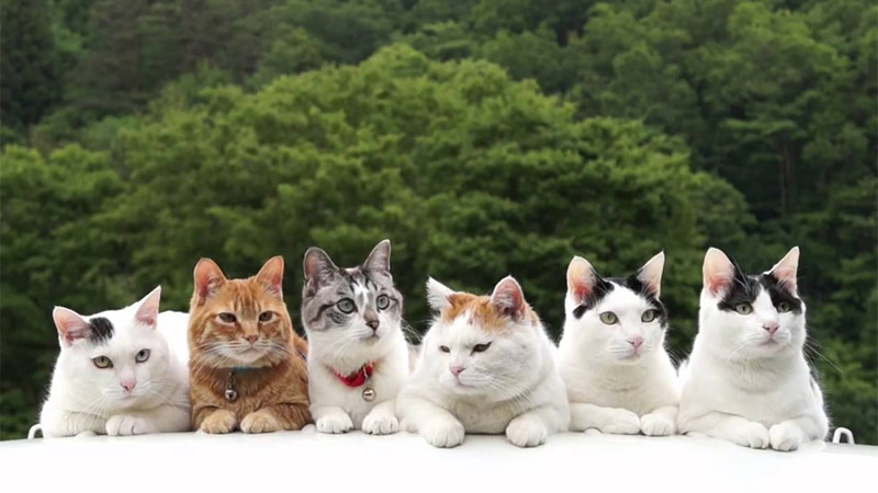 猫猫们